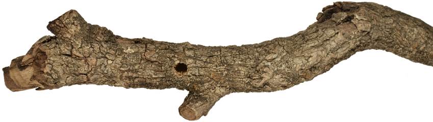 aaa Kréta dříšťál.JPG